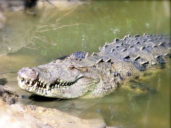 ACES Educational Crocodile Eco-Sanctuary